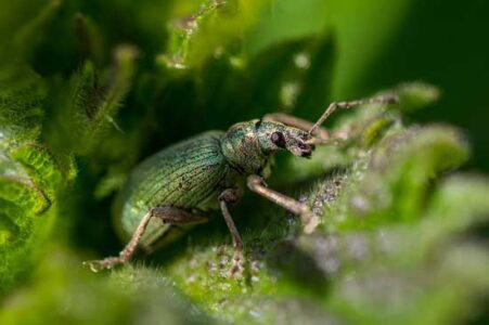 7 Simple Strategies to Prevent Garden Pests Image